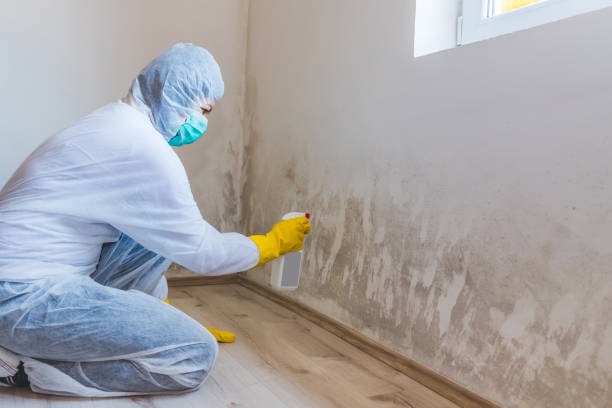 Licensed Attic Mold Removal service in Newtown, PA - WQB Mold Removal