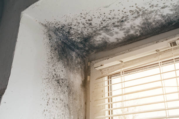 Affordable Attic Mold Removal solutions in Newtown, PA