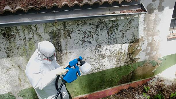 Top rated local Attic Mold Removal specialists in Newtown, PA